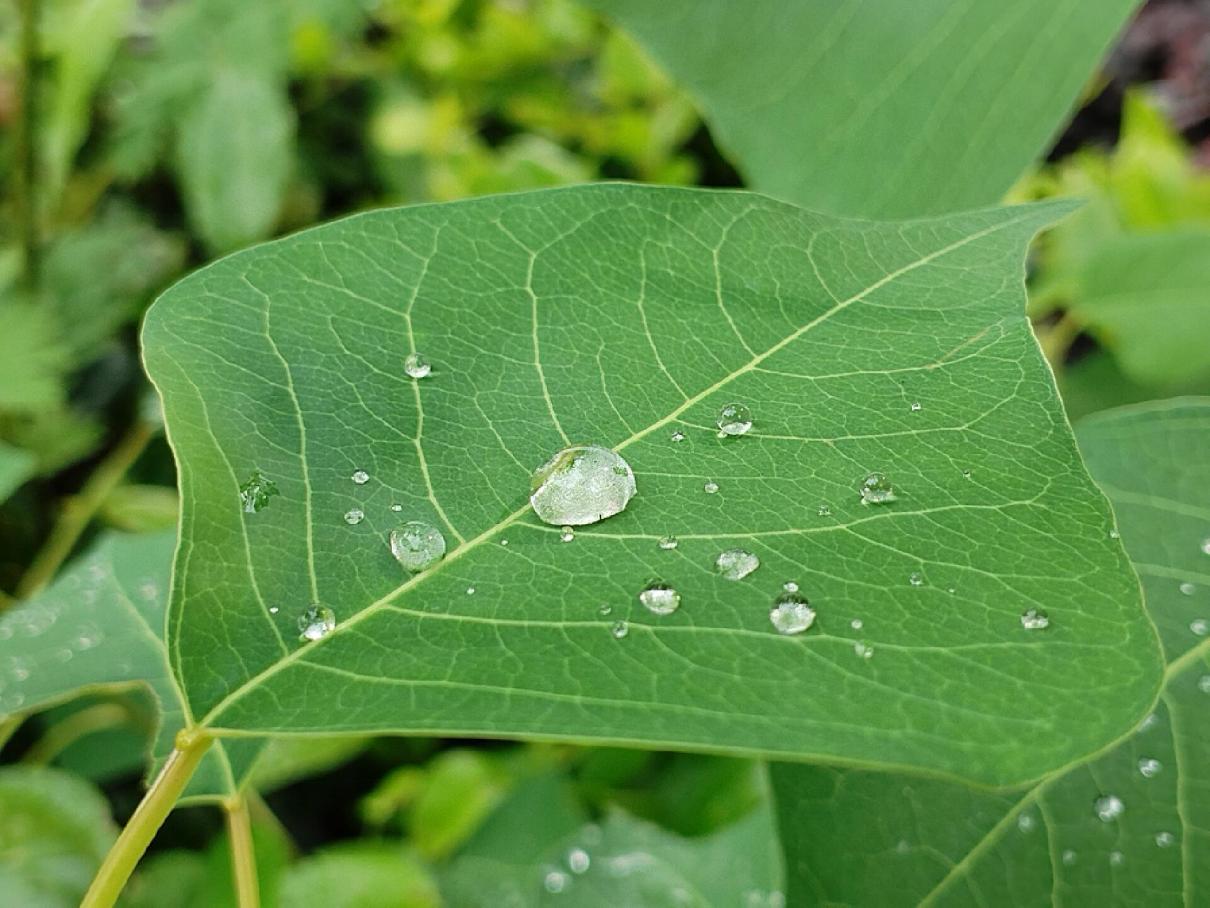 华为畅享60pro深度评测,华为畅享60pro真实评测