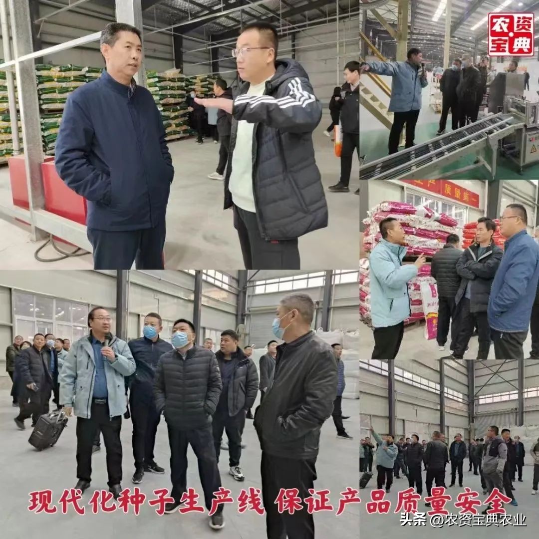 宝景玉米新品种,宝景666与宝景186比哪个更高产