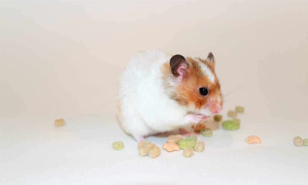 仓鼠拉稀吃什么药效果好,小仓鼠拉稀怎么办