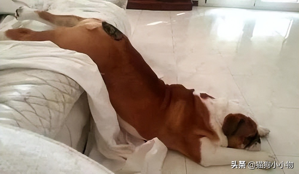 狗狗闭着眼睛睡觉代表什么,狗狗睡觉为什么会有怪异的动作