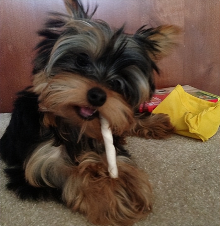 狗狗咬主人的裤腿拔腿就跑,狗狗咬主人裤脚拉着跑