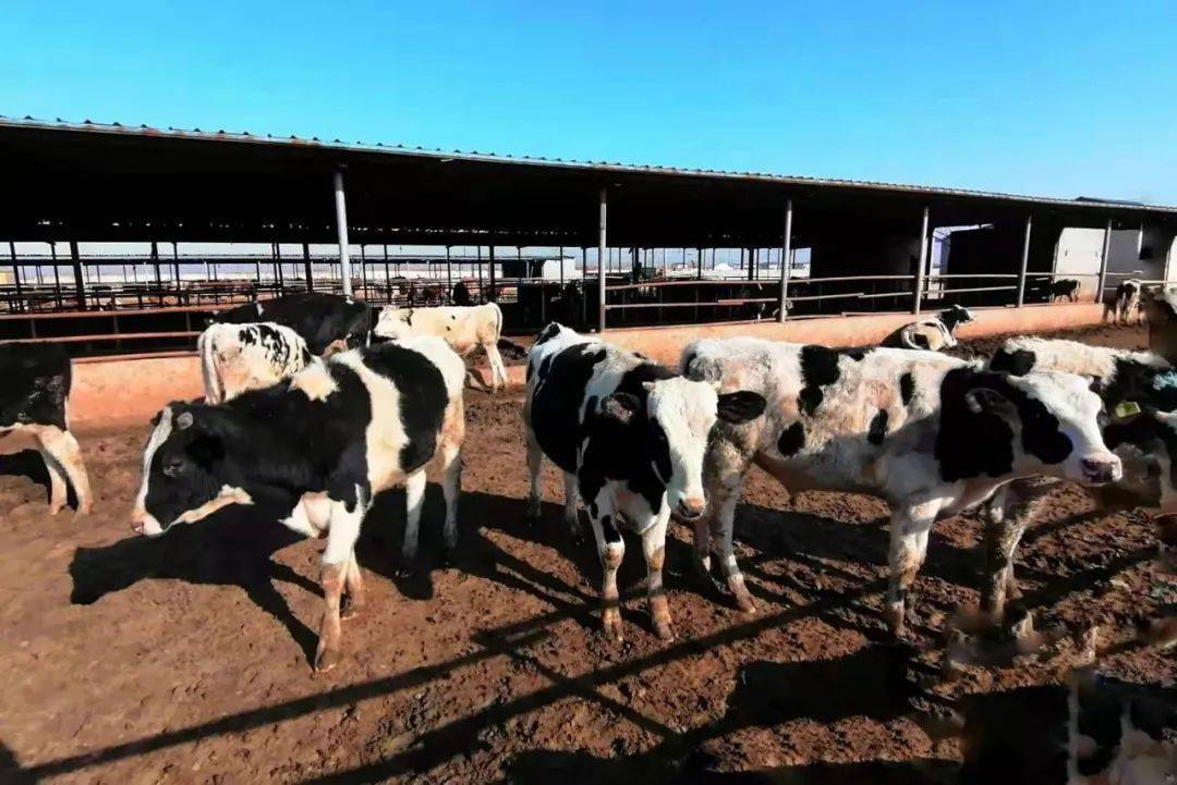 大叔创业亏百万靠帮人省钱逆袭,大叔坚持养殖创业4年