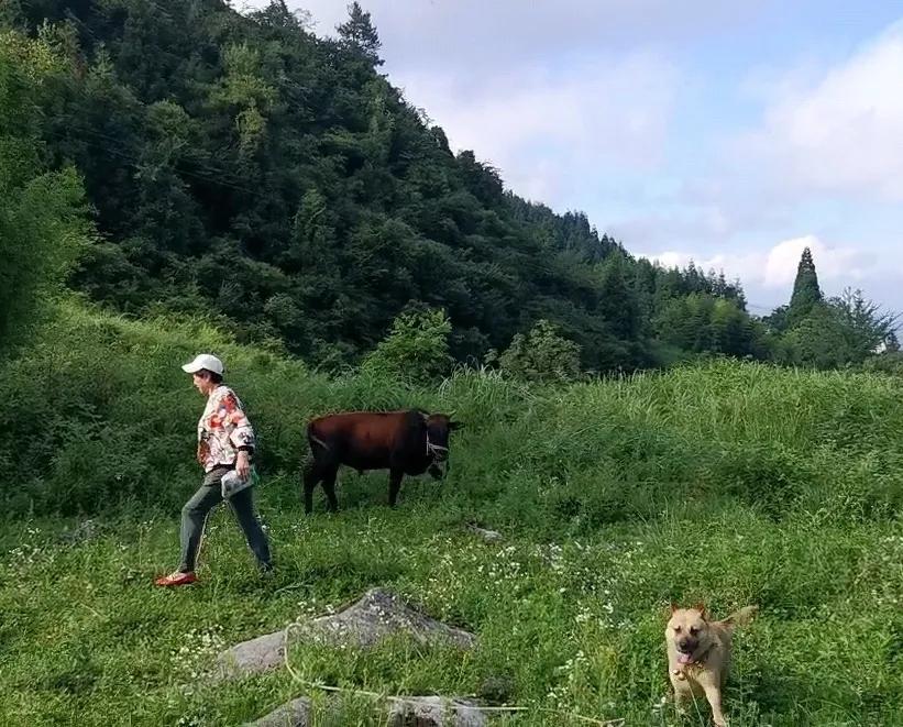 桐梓楚米避暑海拔高的地方,贵州桐梓楚米避暑哪家好