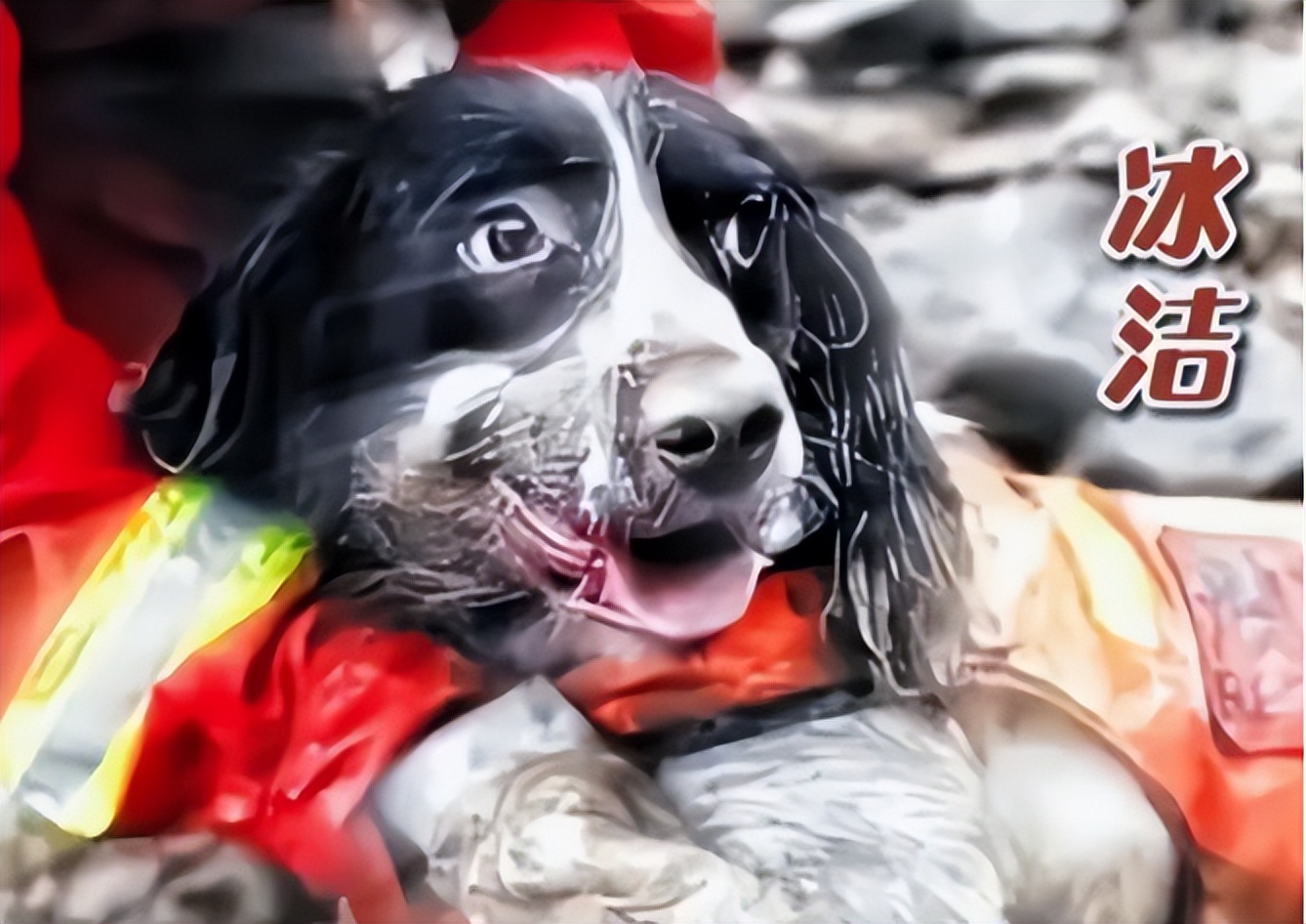 汶川地震67只搜救犬全部离世,汶川地震的67只搜救犬