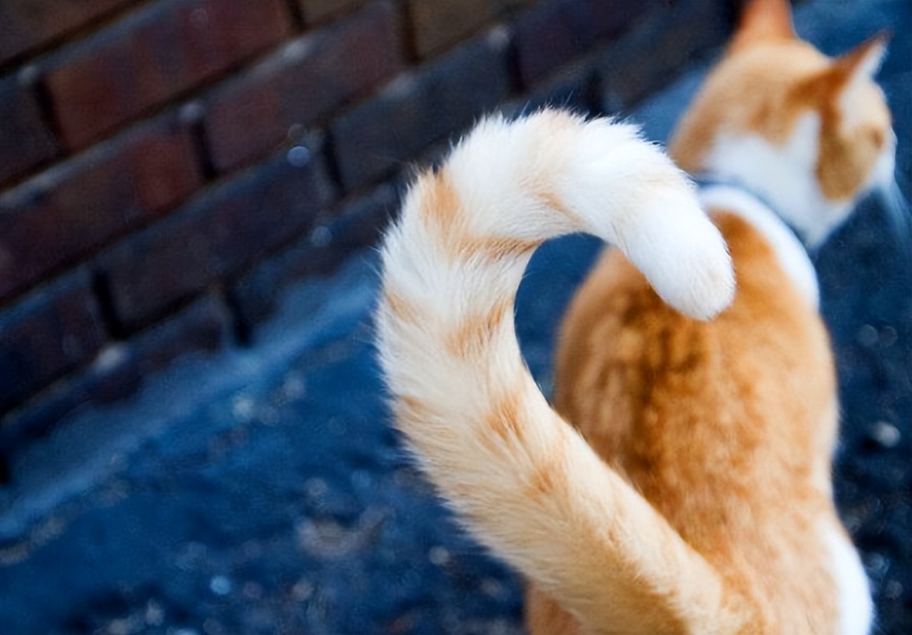 猫尾巴最后一节骨头弯的能摆正嘛,猫咪靠近尾巴根骨头凸起怎么回事