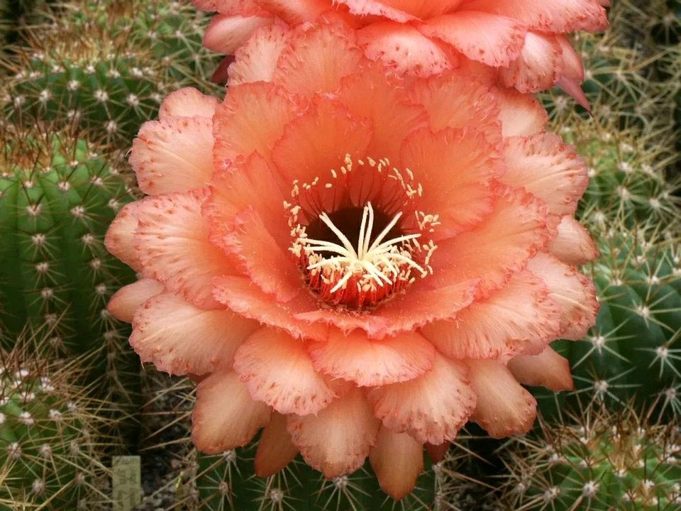 毛花柱仙人球品种大全,顶级精品仙人球花