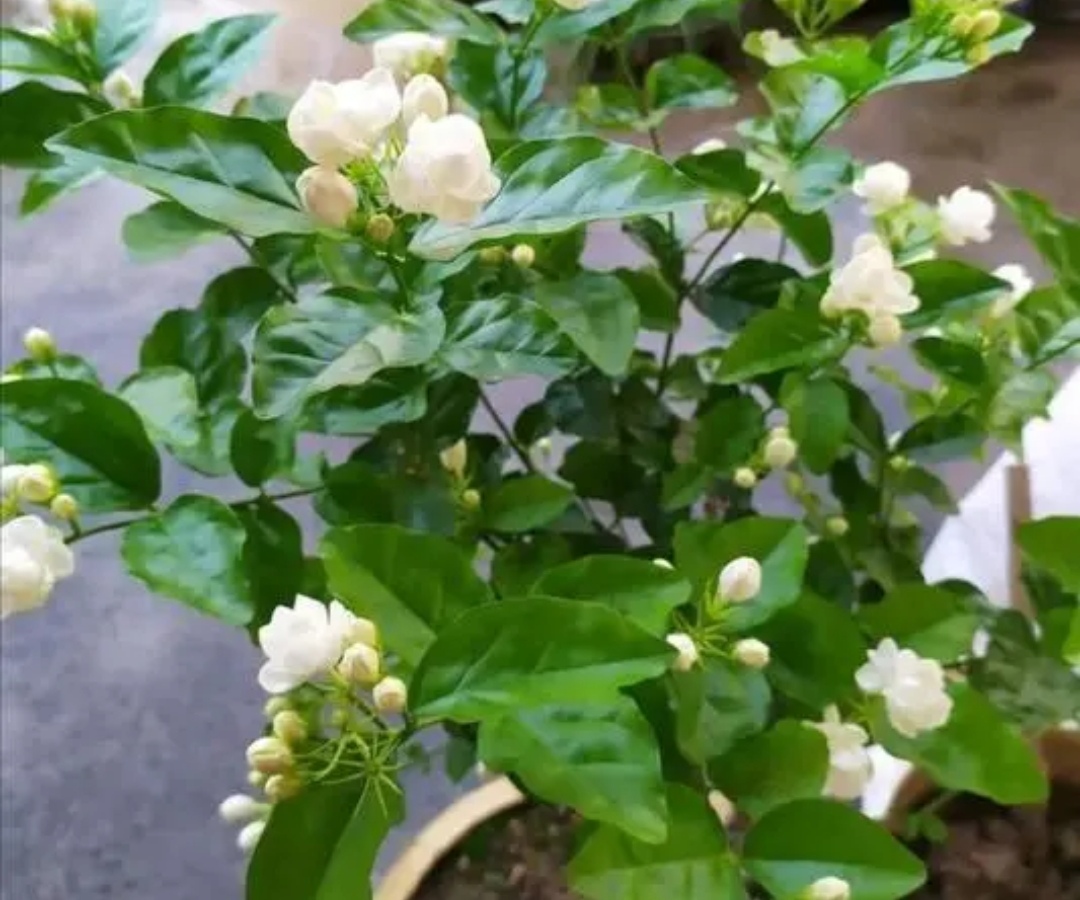 茉莉花芽少怎么养,茉莉花苞水养会开花吗