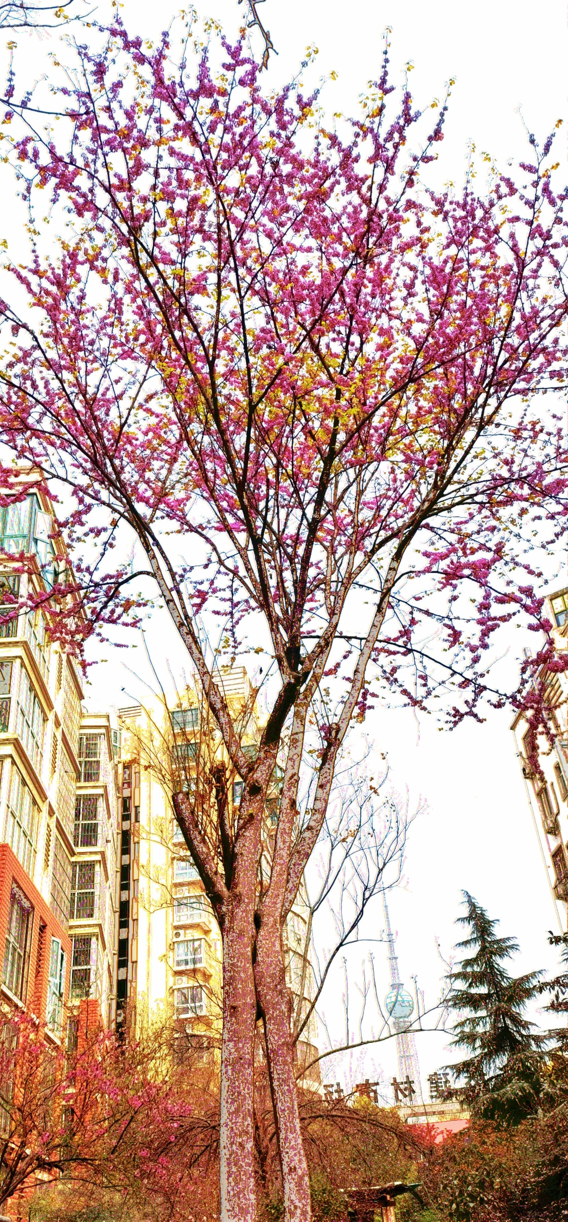 春天散文诗歌朗诵,春天散文诗歌大全100首