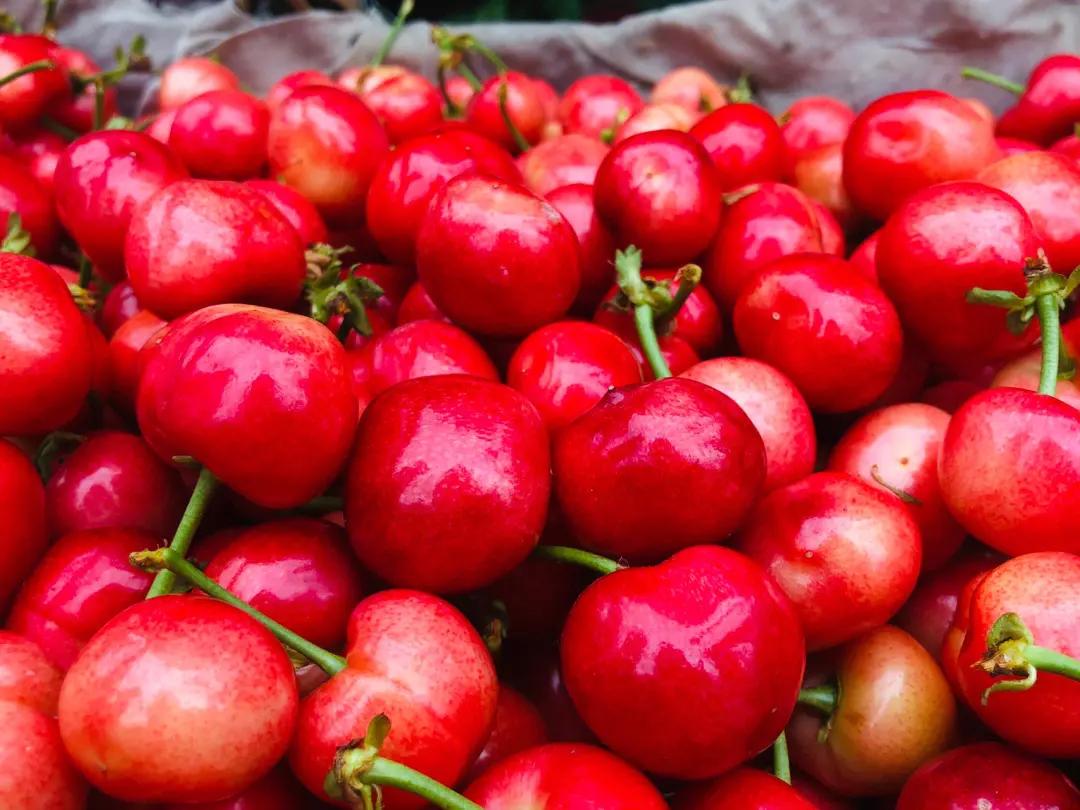 山东大樱桃最好的品种有哪些,目前山东最好的大樱桃品种