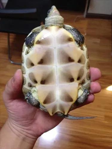 如何饲养花龟让其背甲好看有光泽,花龟正确饲养方法