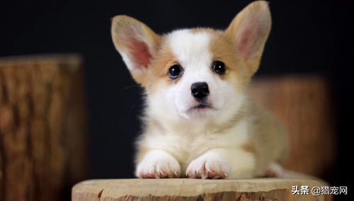 宠物店装修一般用什么材料,宠物店装修图片真实的