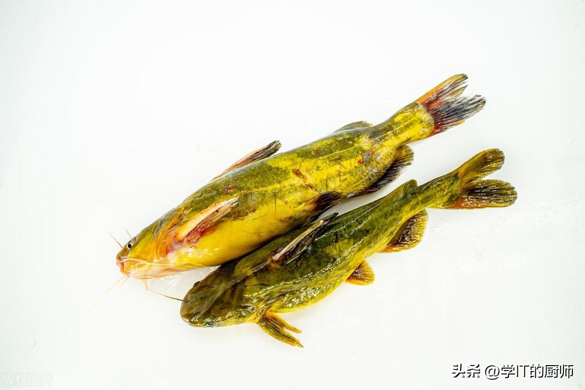 大棚养殖黄辣丁养殖技术视频,大棚黄辣丁养殖一亩利润