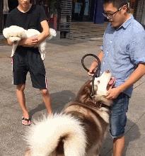 阿拉斯加为什么不推荐养,劝你别养柴犬