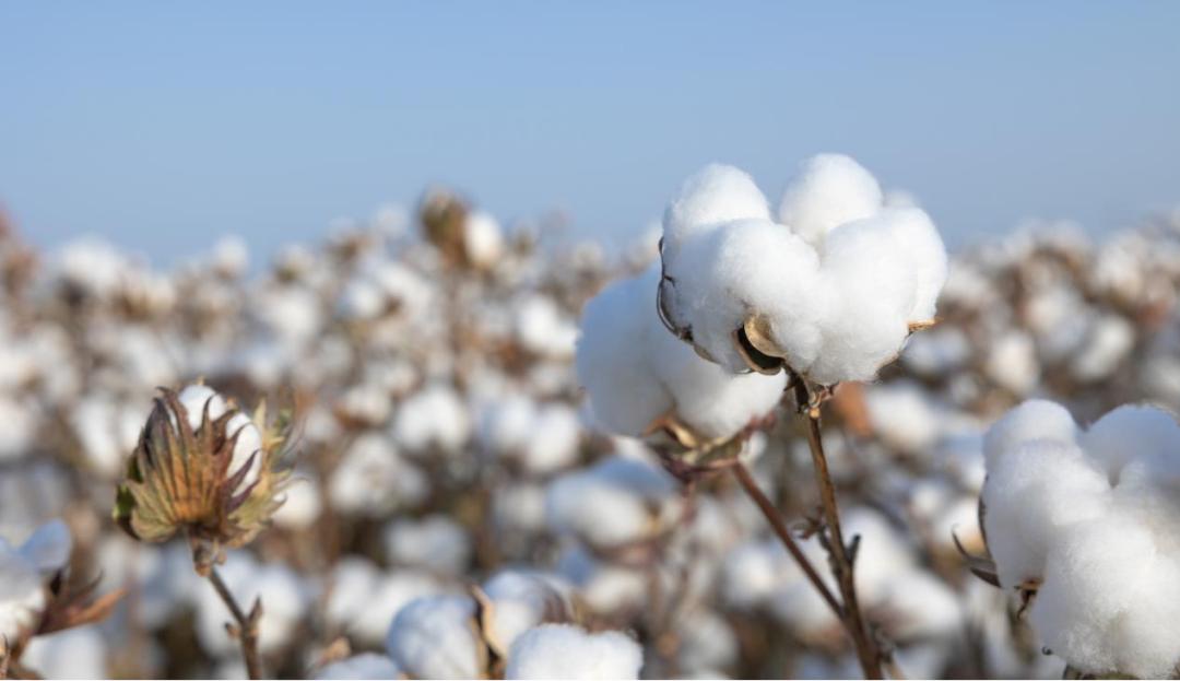 廖美珍全棉时代官方旗舰店直播,全棉时代廖美珍