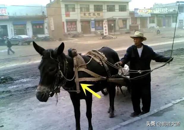 戏说东北人,戏说东北话小视频