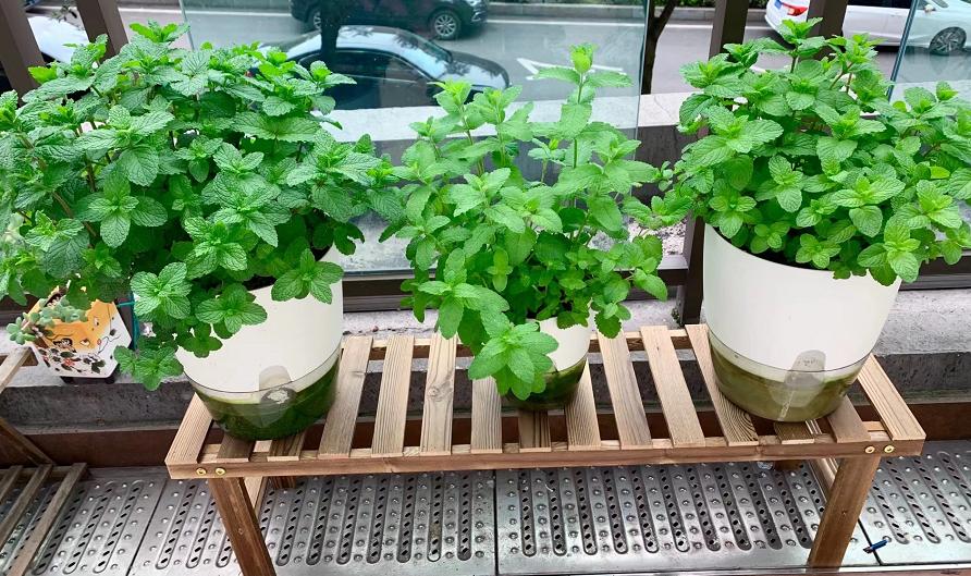 薄荷扦插为什么一晒太阳就下来了,扦插的薄荷怎么发蔫