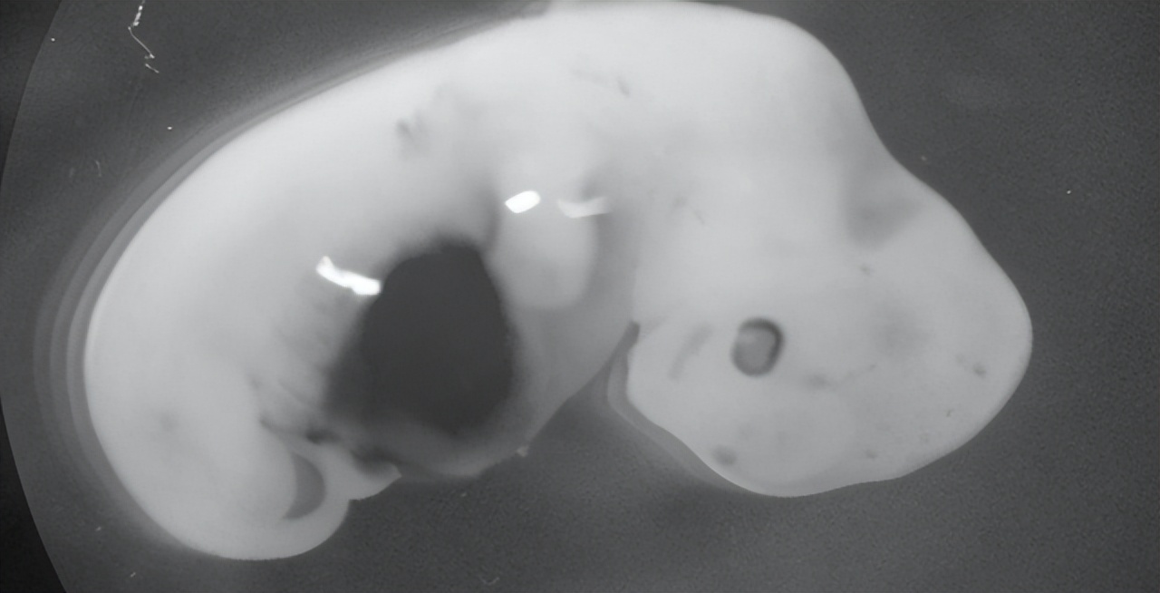 人类真的能杂交吗,人类动物能混血吗