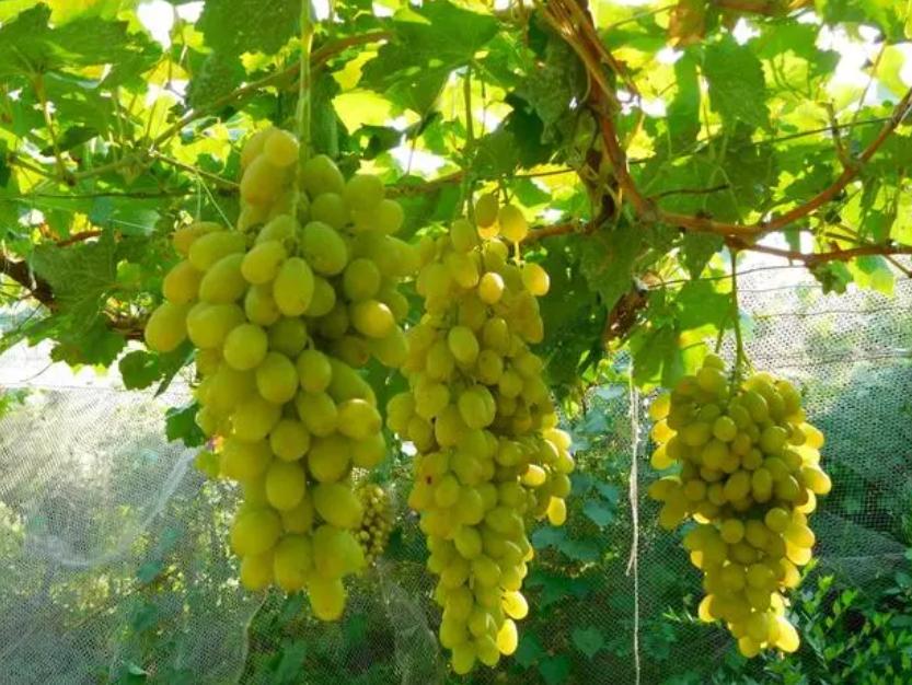 唐朝时期欧美饮食,简述佛教在东亚的传播与变革