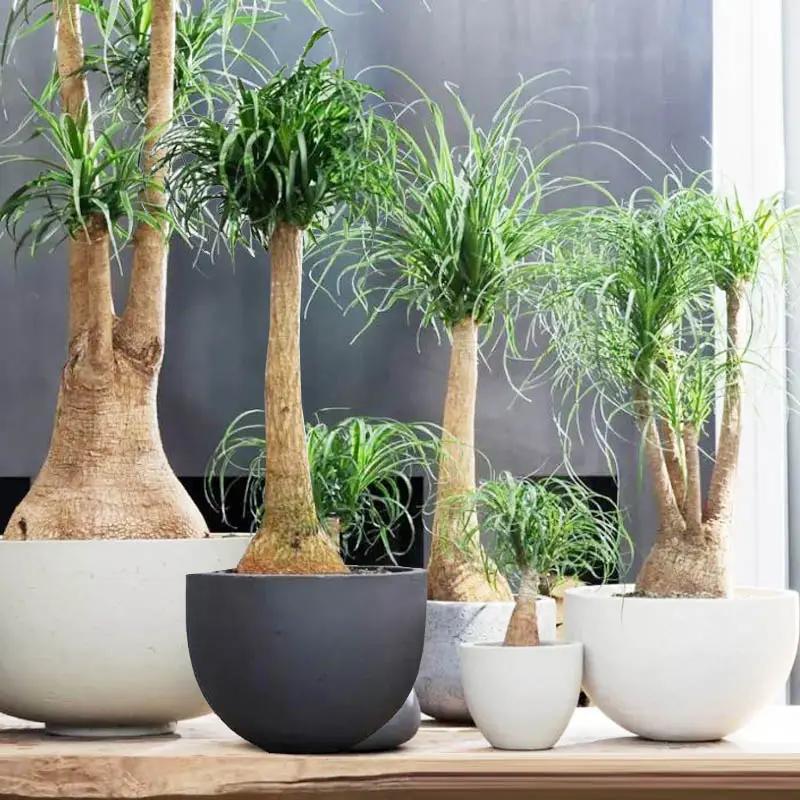 五种耐旱的花卉,5种花浇不死浇水越多长得越旺