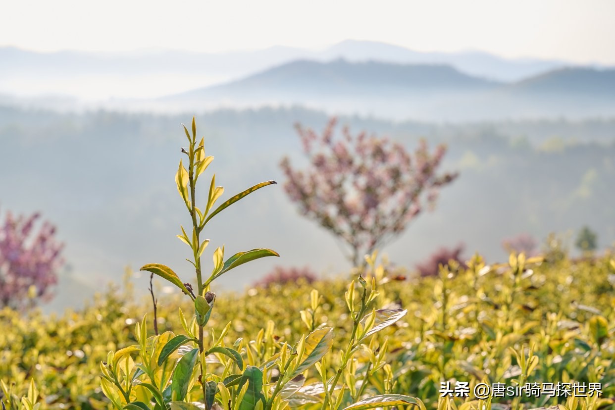 中国最珍贵竹乡,中国茶竹之乡在哪里