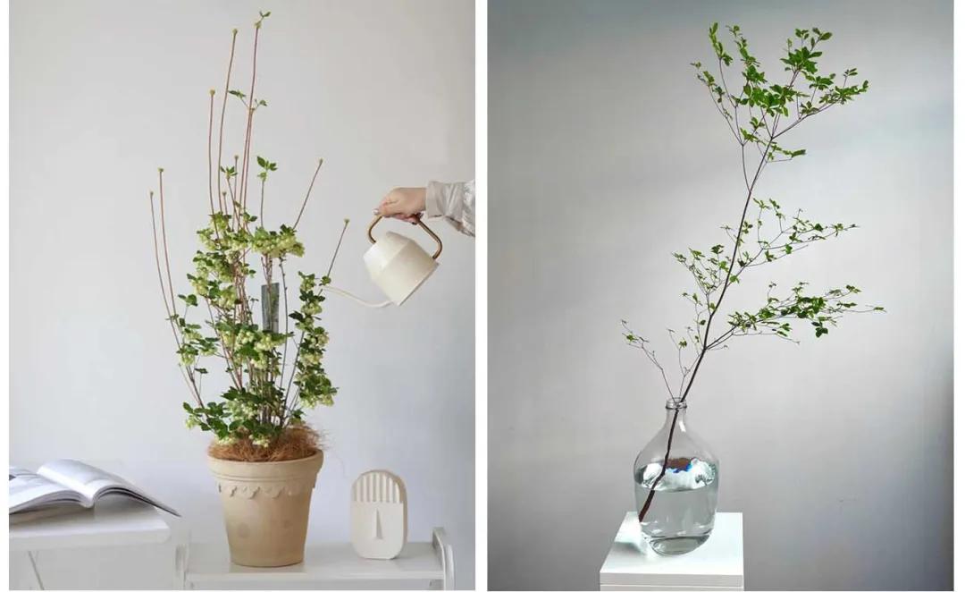 家居绿植可不能随便摆~