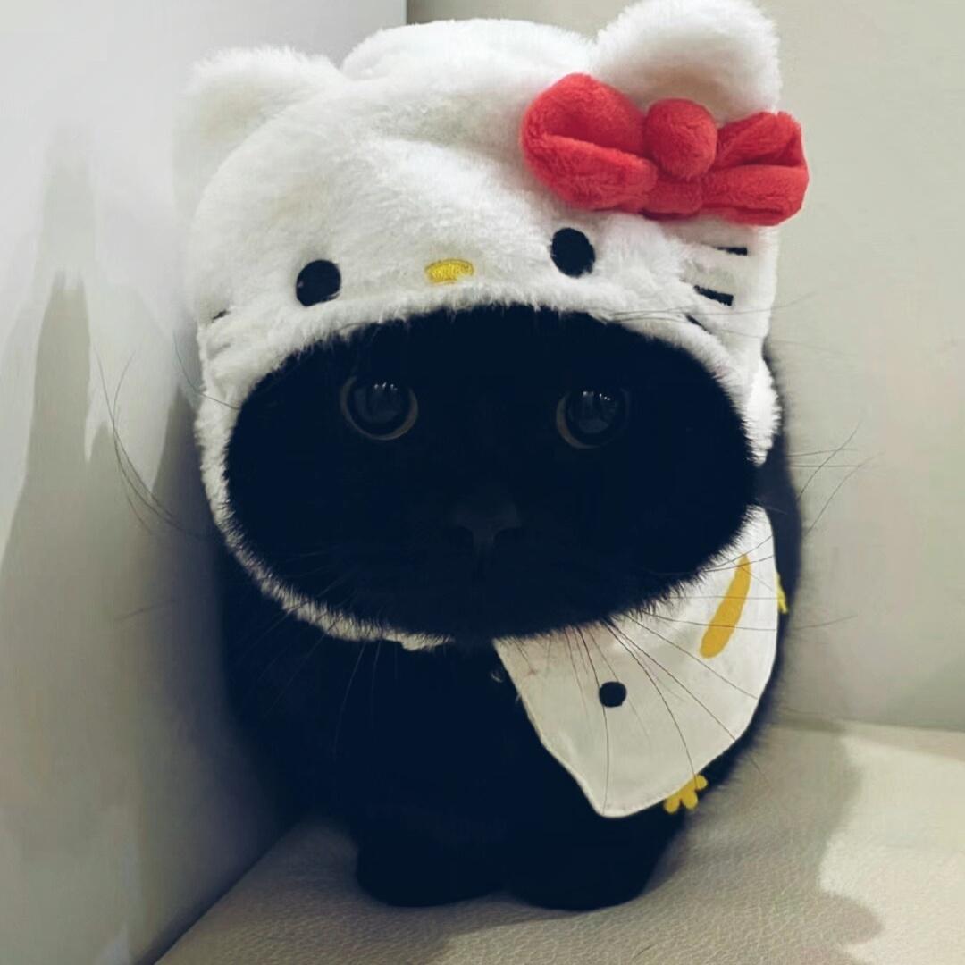 萌萌小猫头像大全可爱,动物头像猫咪可爱