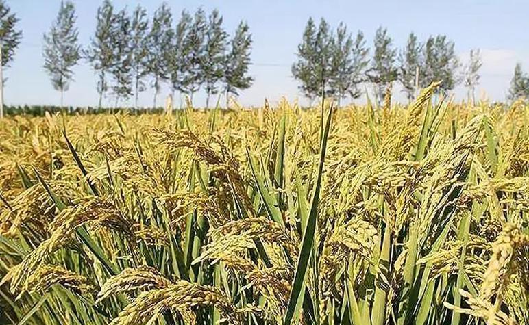 俗话讲明堂如播米是什么意思,明堂播如米子孙穷到底是什么意思