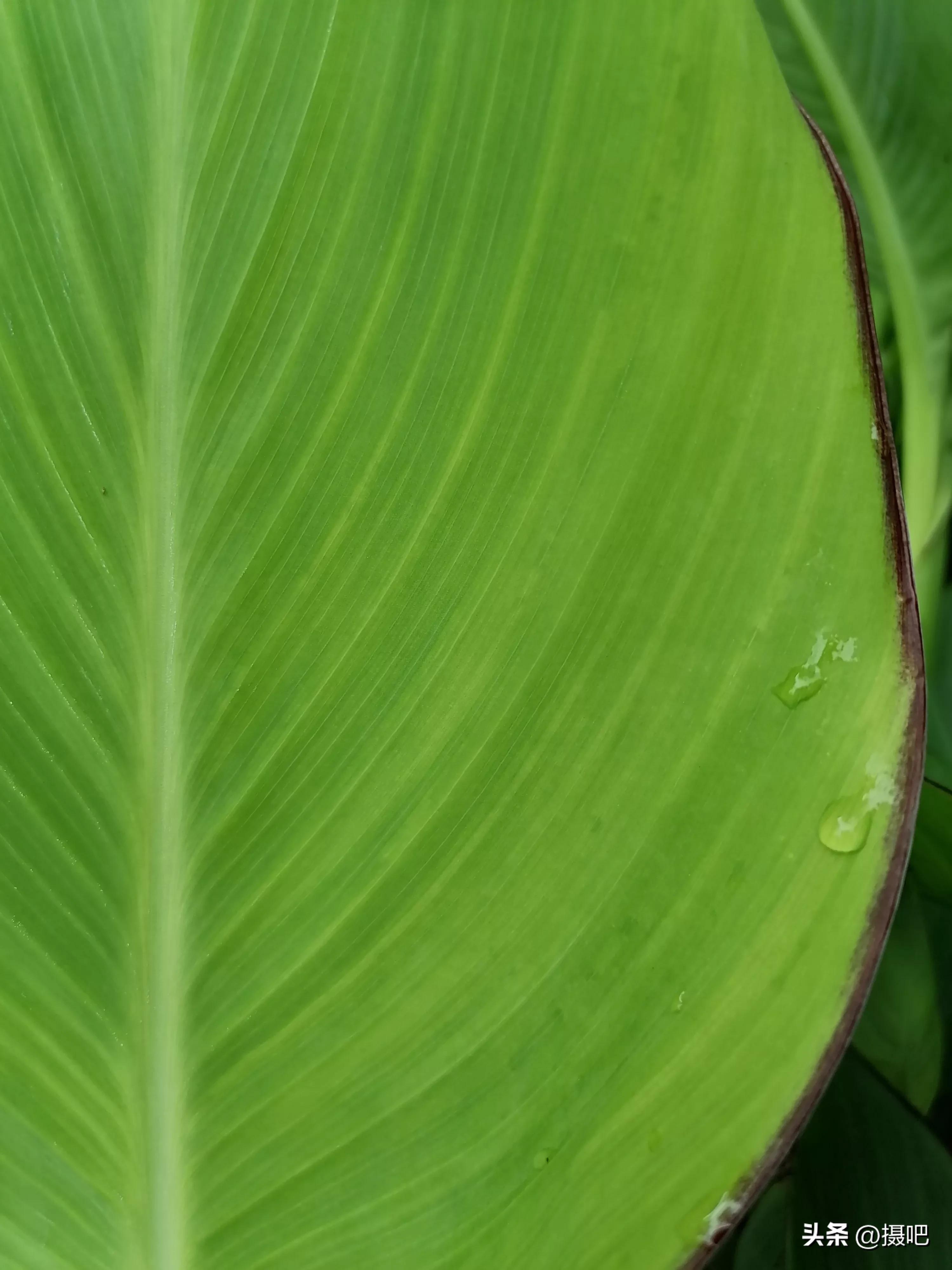 特大新鲜粽叶,大粽叶长在什么地方