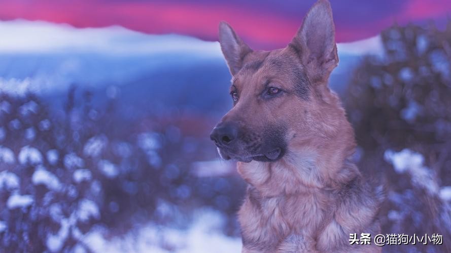 捷克狼犬pk警犬,捷克狼犬vs高加索犬谁强