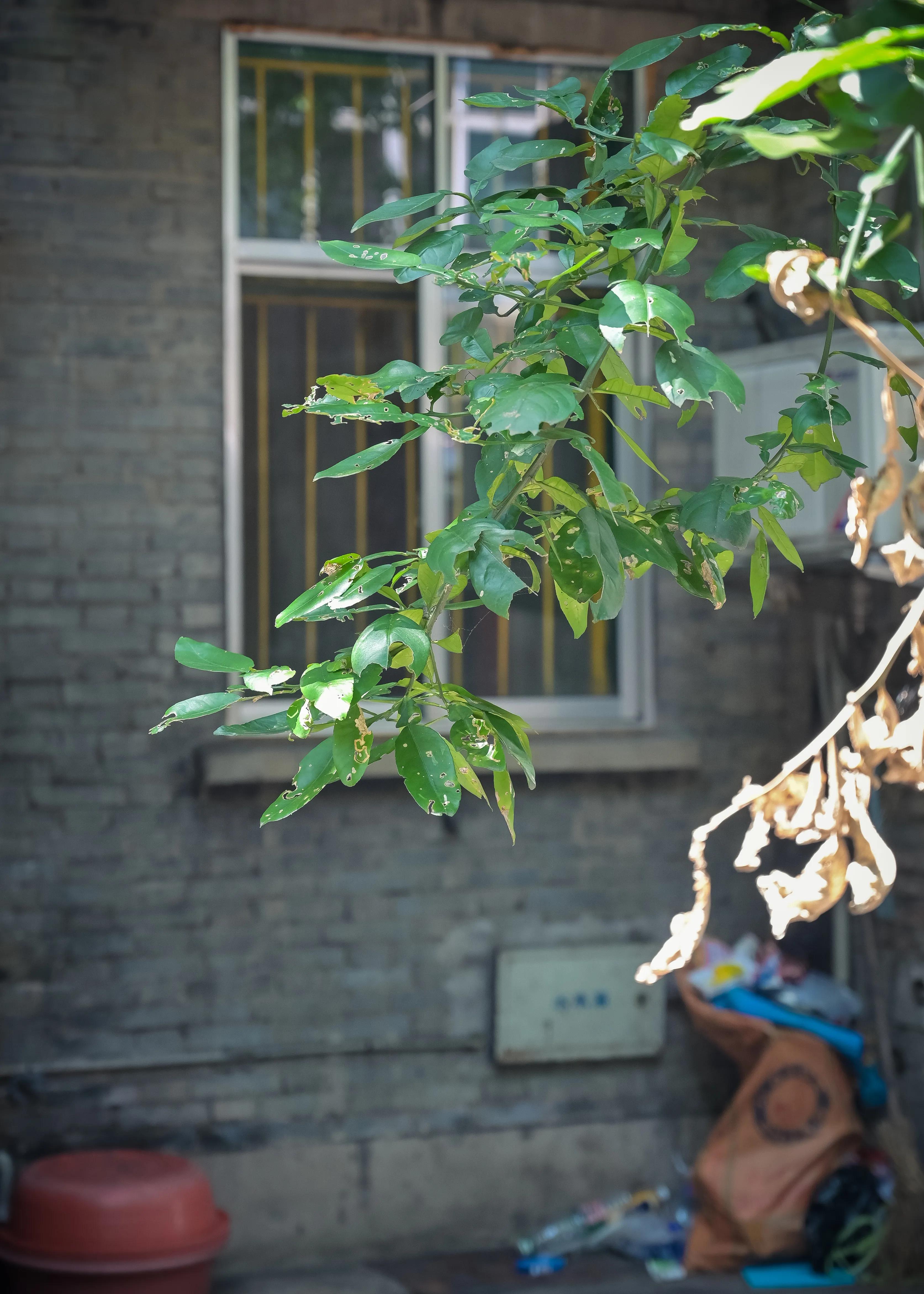 株洲棉纺厂,株洲棉纺厂历史