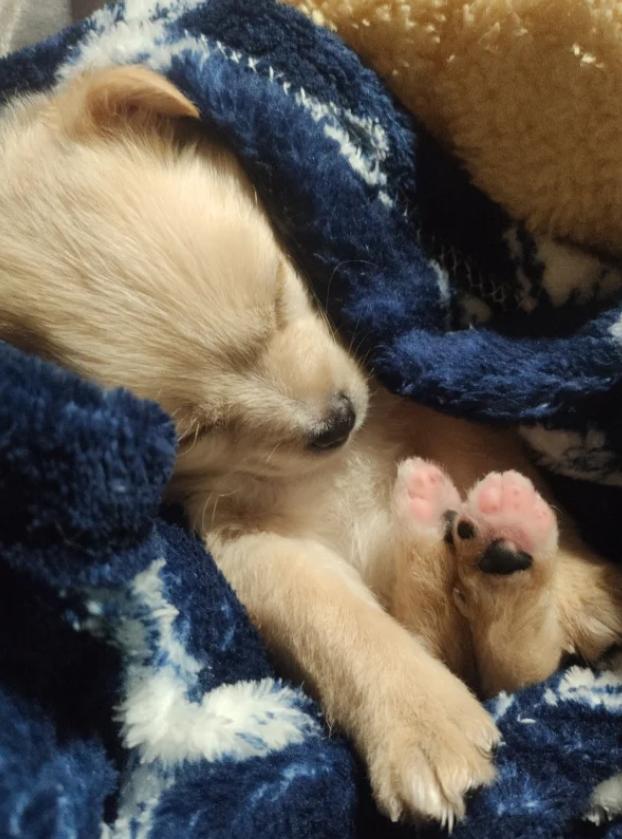 幼犬第一次驱虫的时间,幼犬生下来第一次驱虫什么时候做