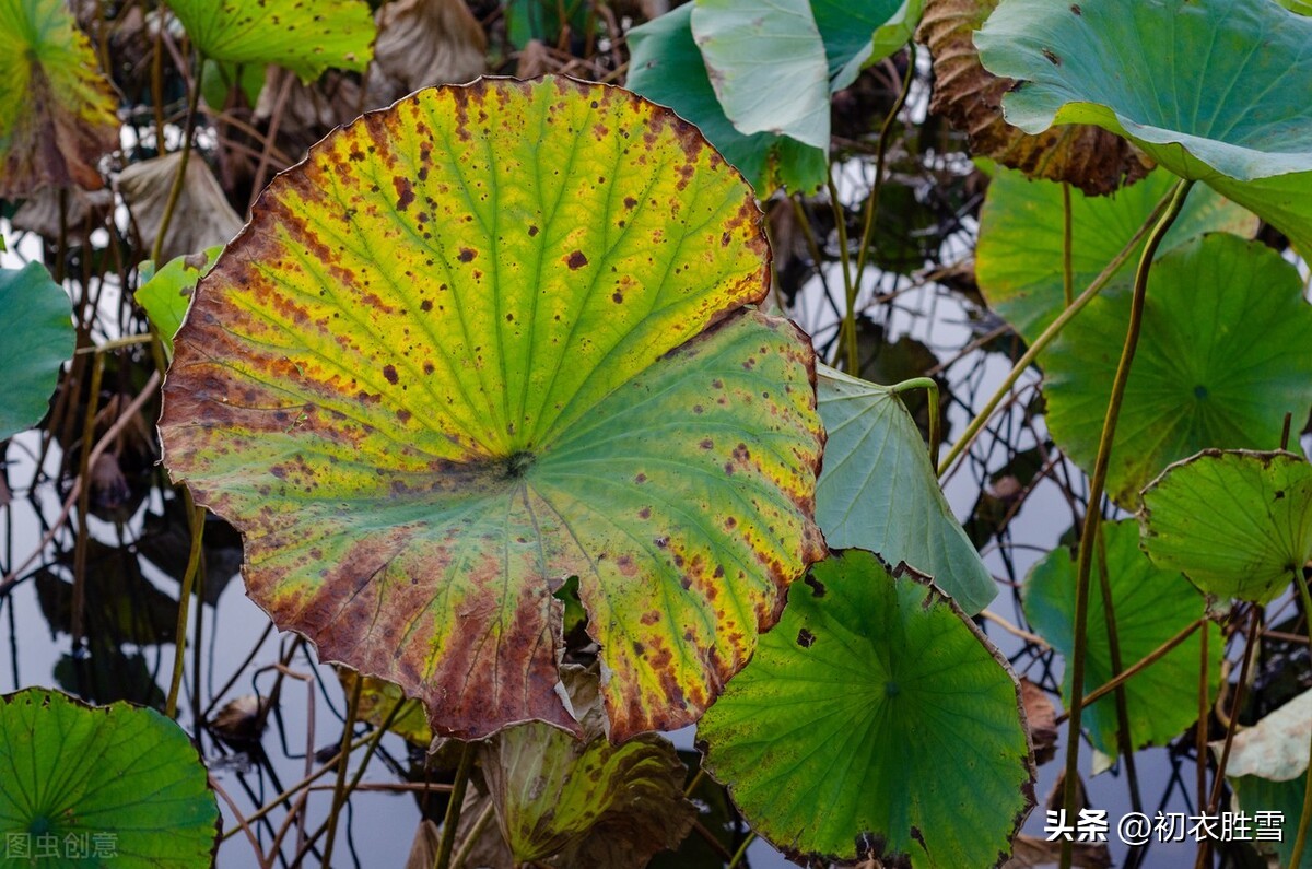 晚秋荷花的诗句,晚秋诗词七绝