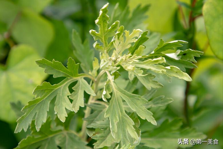 清明吃传统食品,清明吃一草