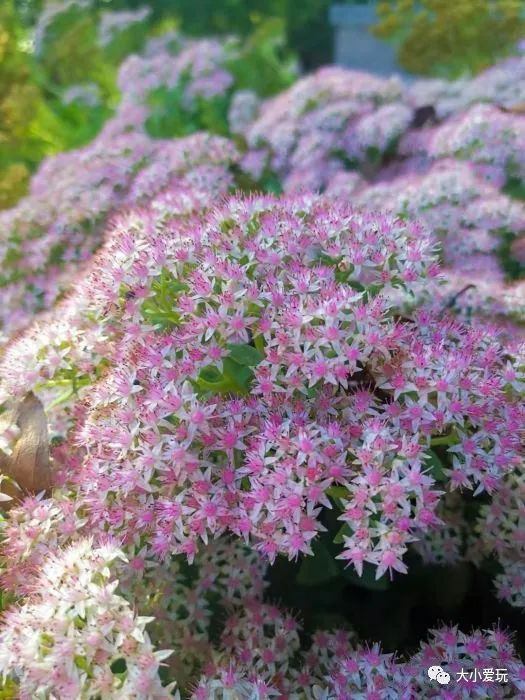 北京花海休闲公园,帝都游乐场