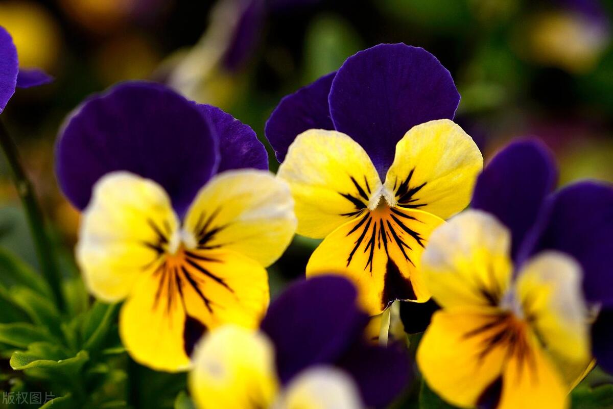 窗台养的小花,窗台上好养活的花