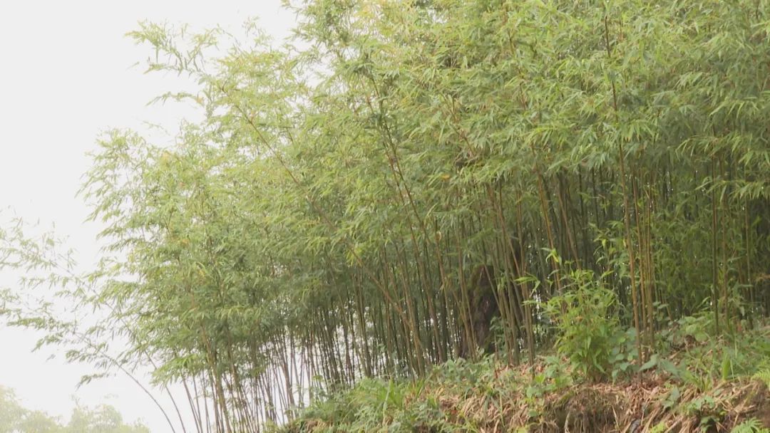 深圳最好吃的竹笋,深圳最正宗的竹笋