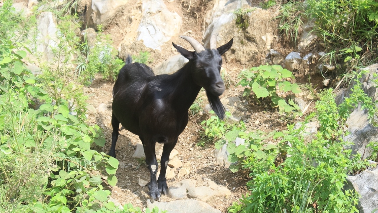 骞胯タ娌虫睜鍦扮悊鏍囧織鍐滀骇鍝佹湁鍝簺,娌虫睜鍐滀骇鍝佷寒鐩稿箍瑗垮啘浜や細