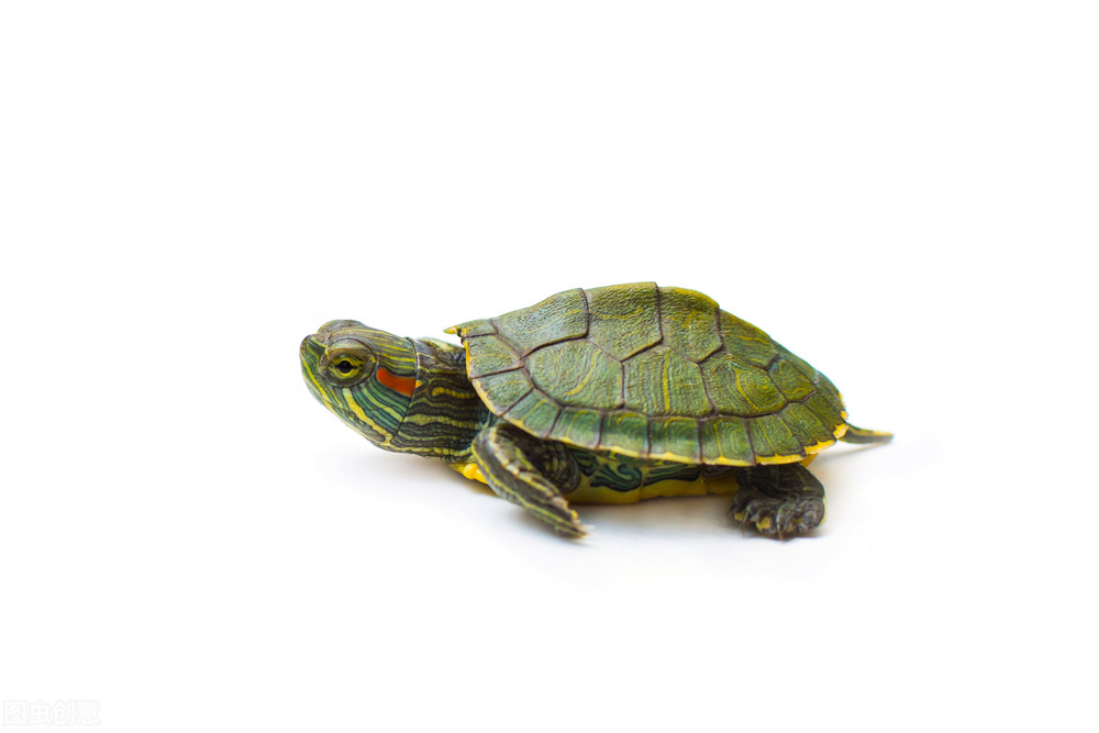 呋塞米喂乌龟每次喂多少,乌龟喂龟粮多久喂一次食物