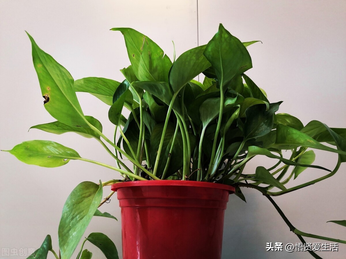 哪种绿色植物是最有效吸甲醛的,刚装修好的新房种什么植物去甲醛