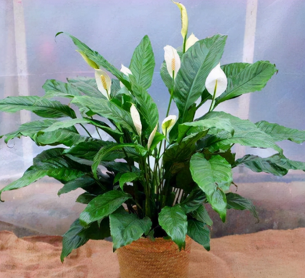 家里的花别瞎养5种招财开运花,室内放什么花转运