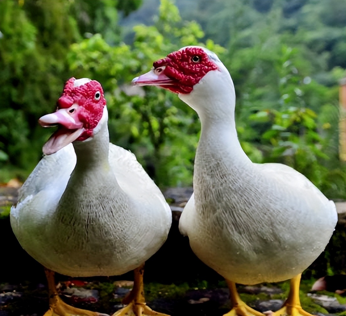 禽医静心谈鸭子掉鞭怎么办，怎么解决