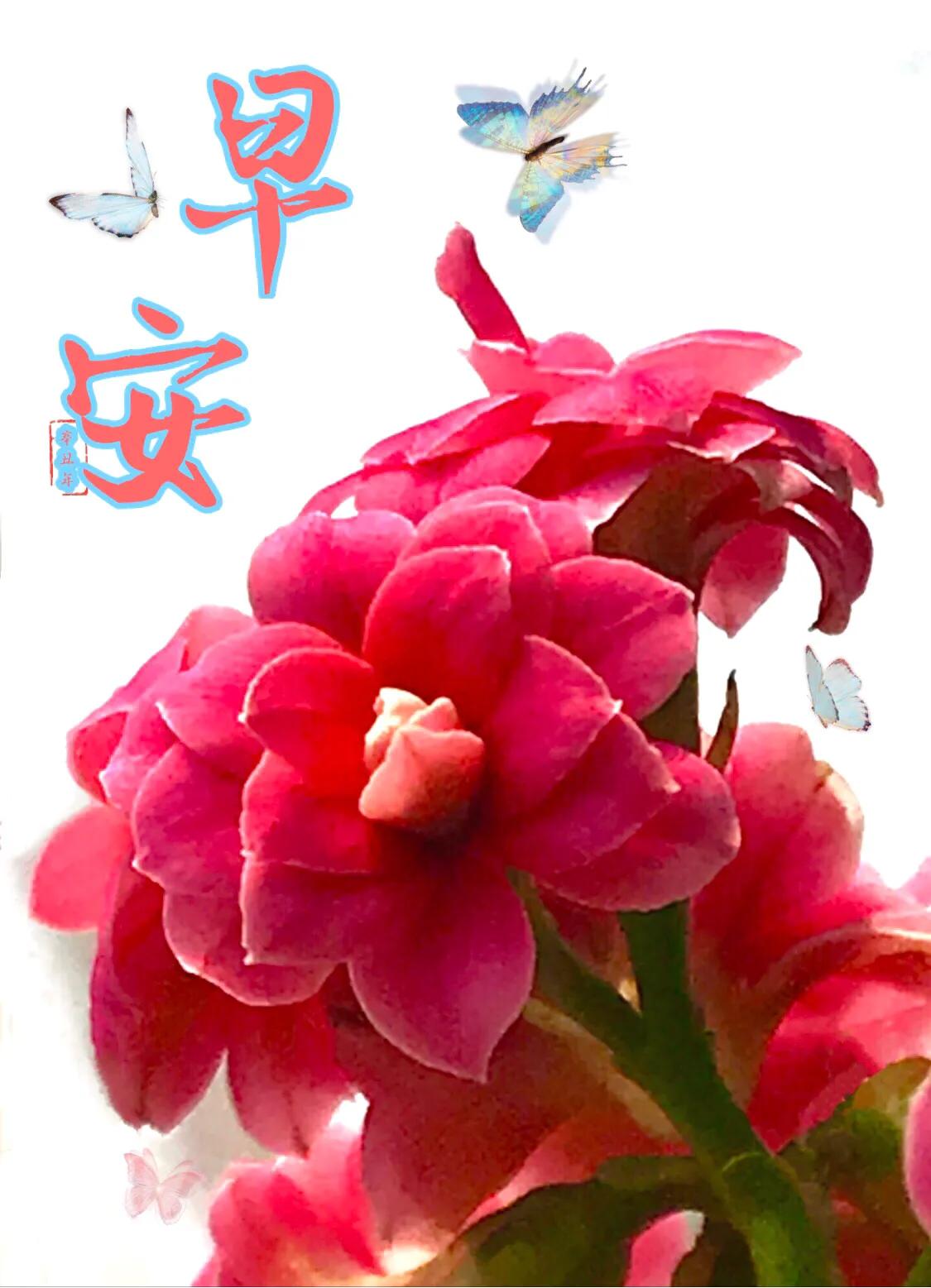 早安吉祥图案,早安吉祥动态美图