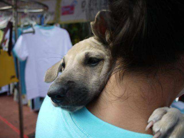 舌头舔狗狗狗会认为什么,人舔狗狗会怎么样