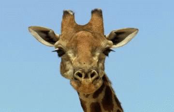 长颈鹿踢飞狮子,狮子偷袭长颈鹿长颈鹿使出杀手锏