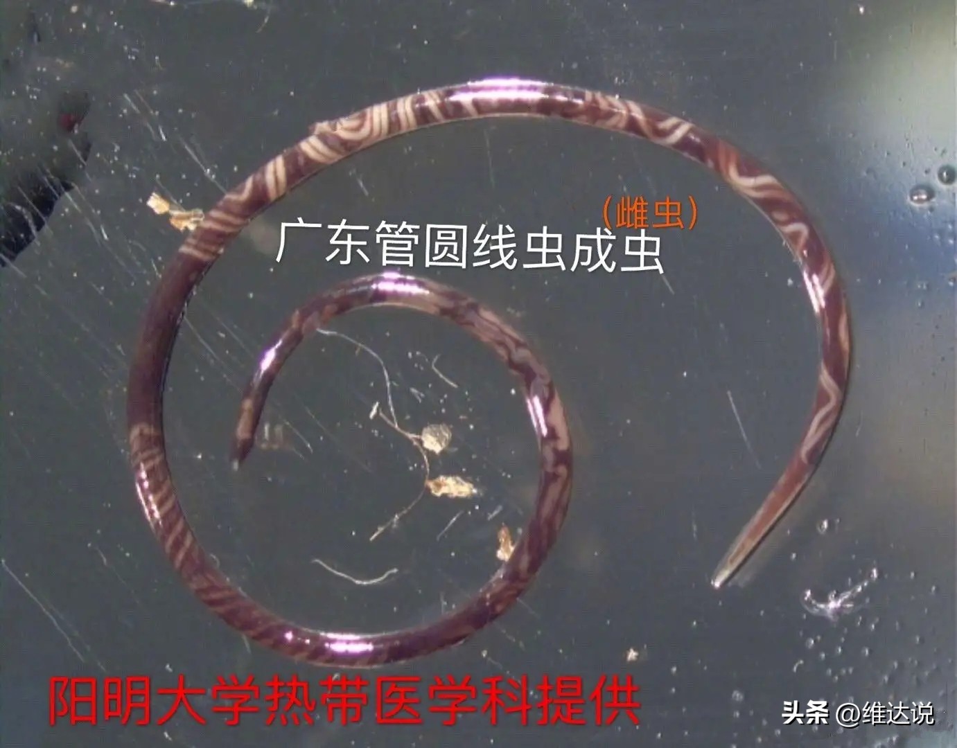 外来生物入侵鳄雀鳝怎么出现的,图说外来入侵物种鳄雀鳝