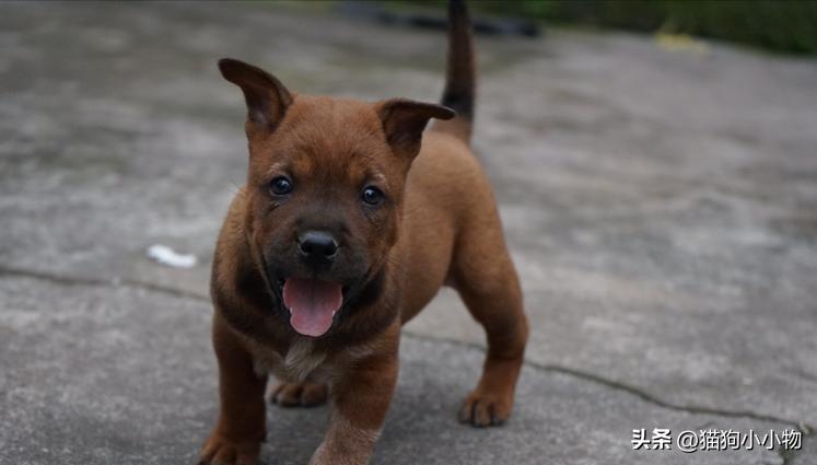 川东猎犬是中国古老犬种吗,川东猎犬可爱