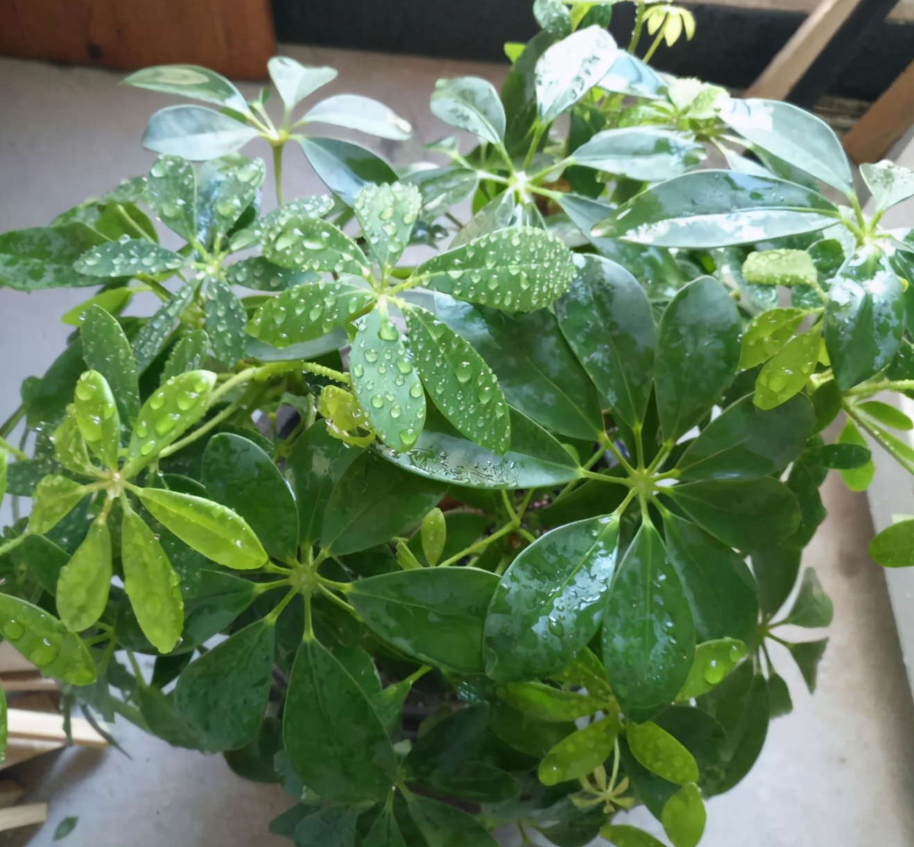 水里倒点酒，给花擦一擦，油光锃亮，比打激素还灵