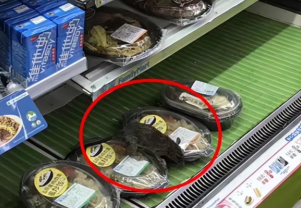 国内惊现巨型老鼠,上海巨型老鼠