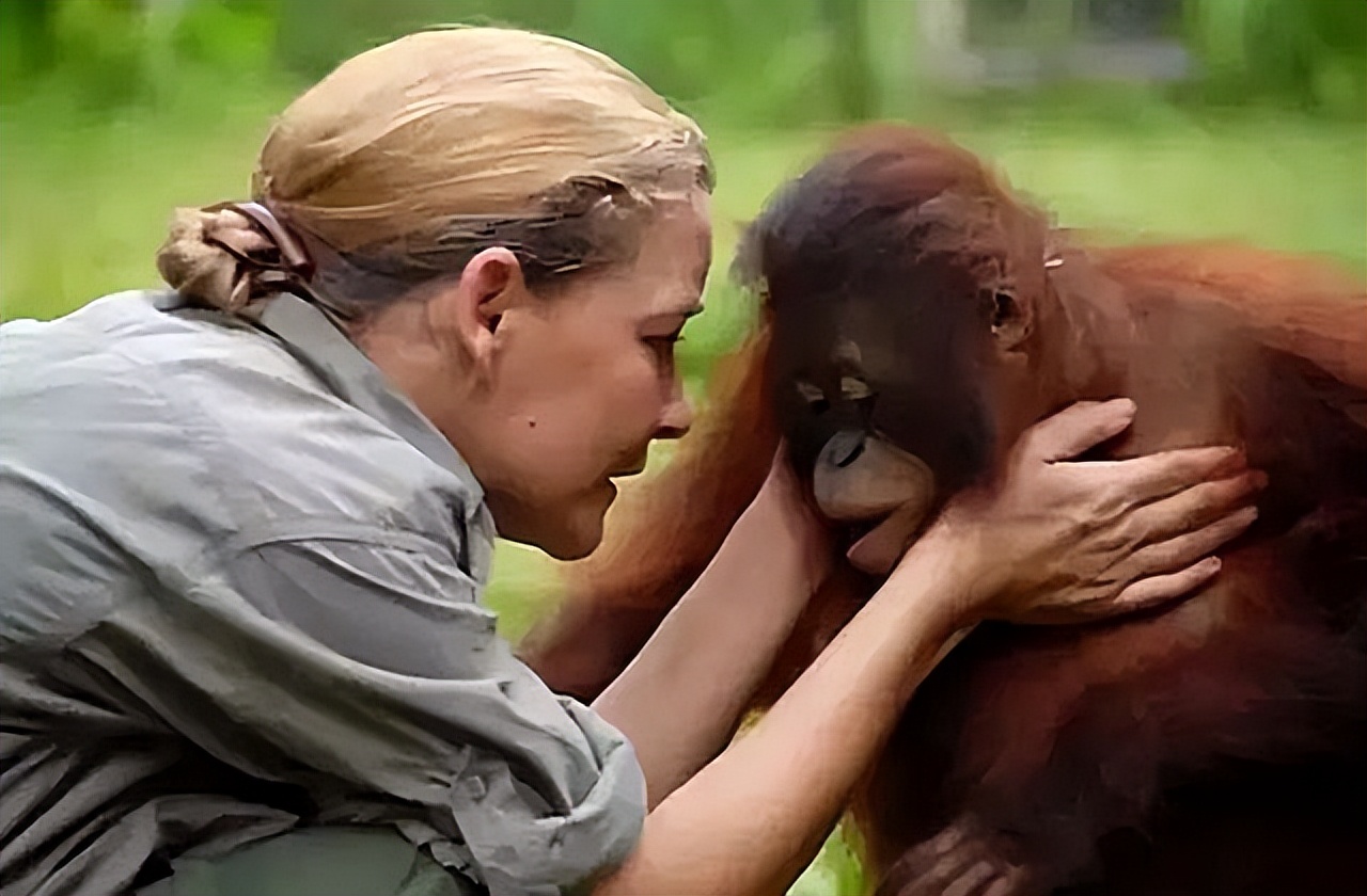 红毛猩猩被囚禁六年现状,红毛猩猩被囚禁六年