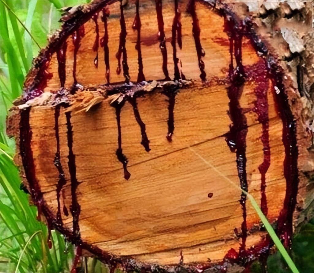 世界上最奇怪的10种树木的视频,自然界最奇怪的树